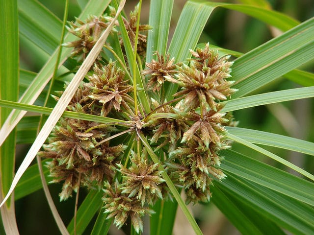 Souchet à feuilles alternes