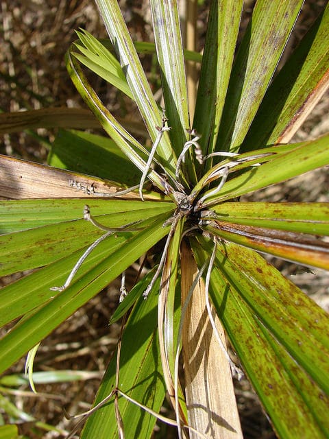 Souchet à feuilles alternes