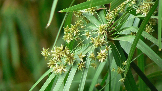 Souchet à feuilles alternes