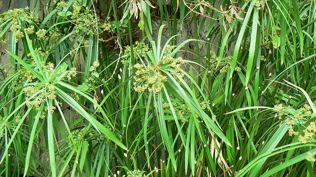 Souchet à feuilles alternes (Cyperus involucratus)