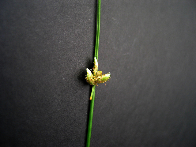 Souchet à deux épis (Cyperus laevigatus)