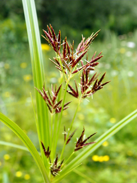 Souchet allongé