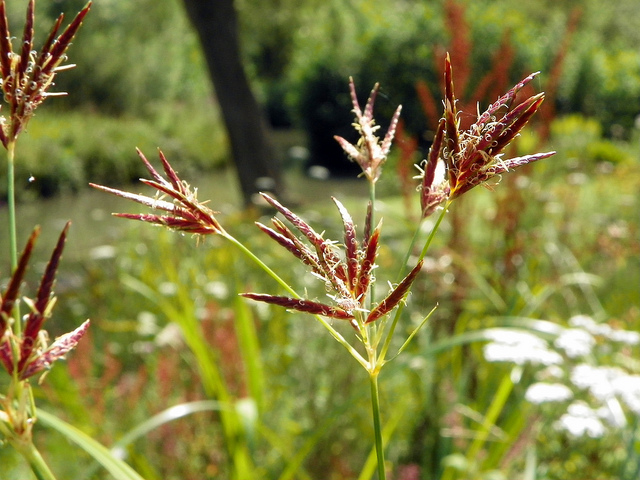 Souchet allongé (Cyperus longus)