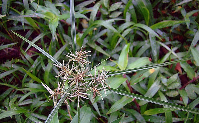 Cyperus odoratus (Cyperus odoratus)
