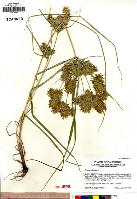 Cyperus odoratus