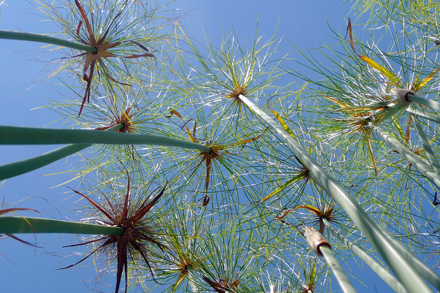Papyrus (Cyperus papyrus)