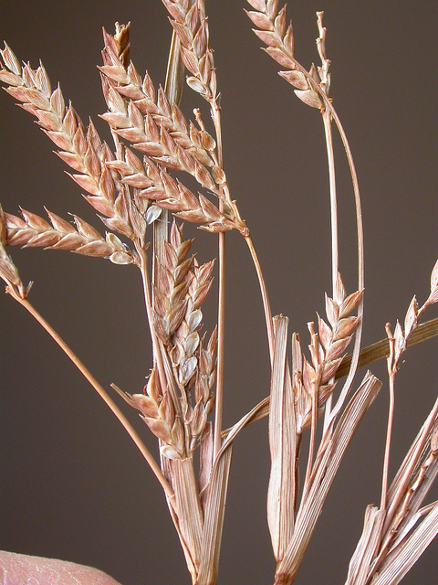 Cyperus schweinitzii