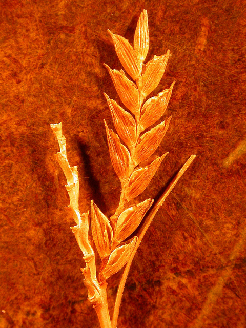 Cyperus schweinitzii