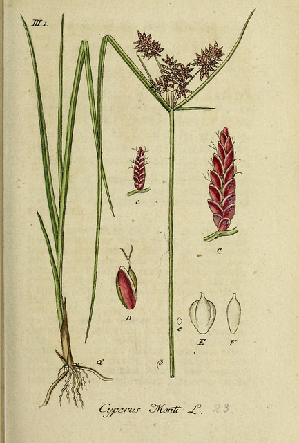 Souchet de monti (Cyperus serotinus)