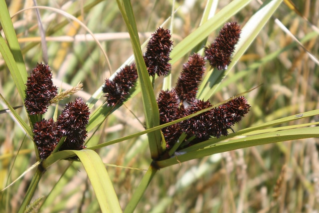 Cyperus ustulatus