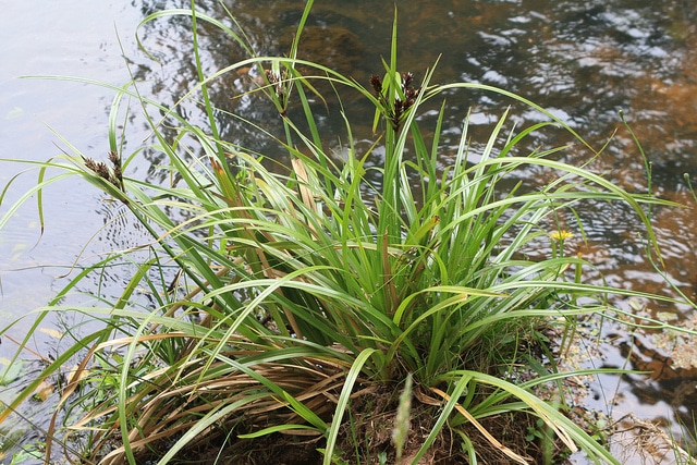 Cyperus ustulatus