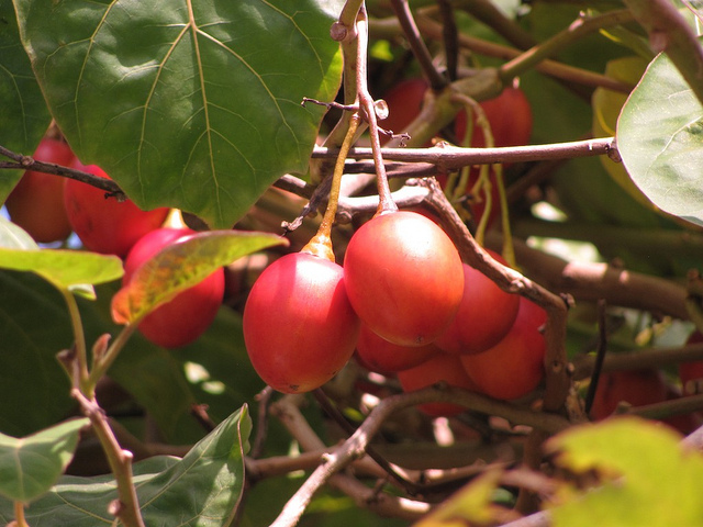 Tamarillo