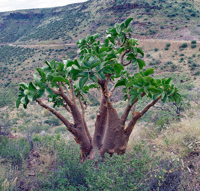 Cyphostemma currorii (Cyphostemma currorii)