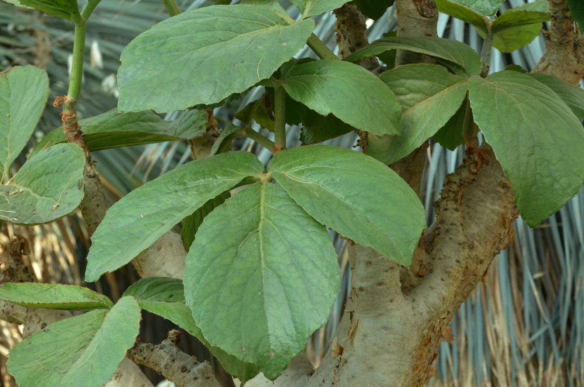 Cyphostemma currorii