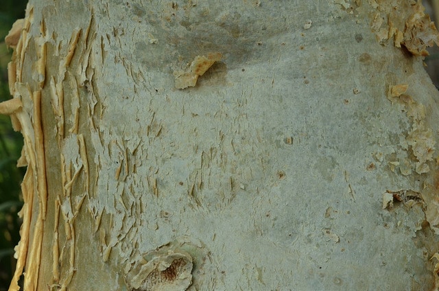 Cyphostemma currorii