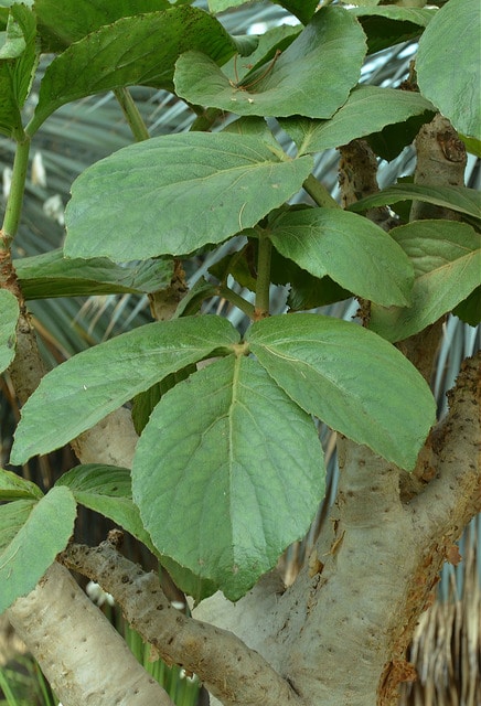 Cyphostemma currorii