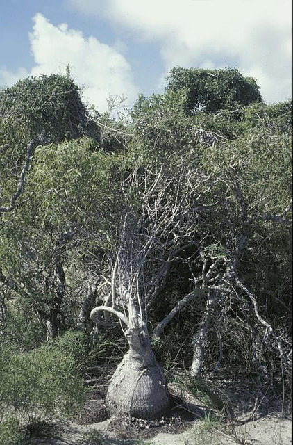 Cyphostemma elephantopus