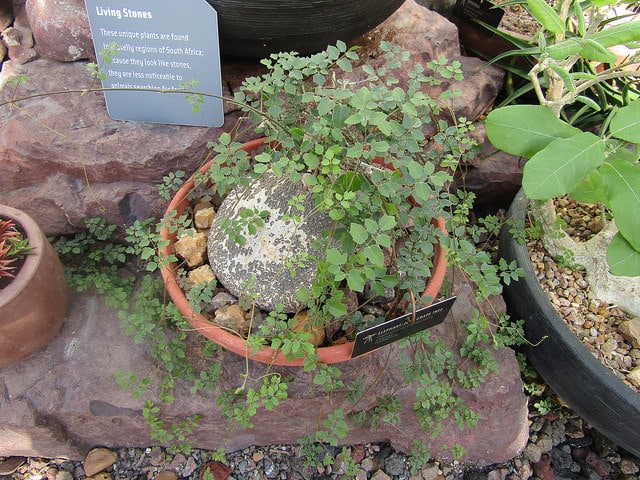 Cyphostemma elephantopus (Cyphostemma elephantopus)