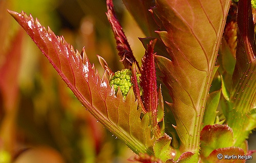 Vigne de namibie