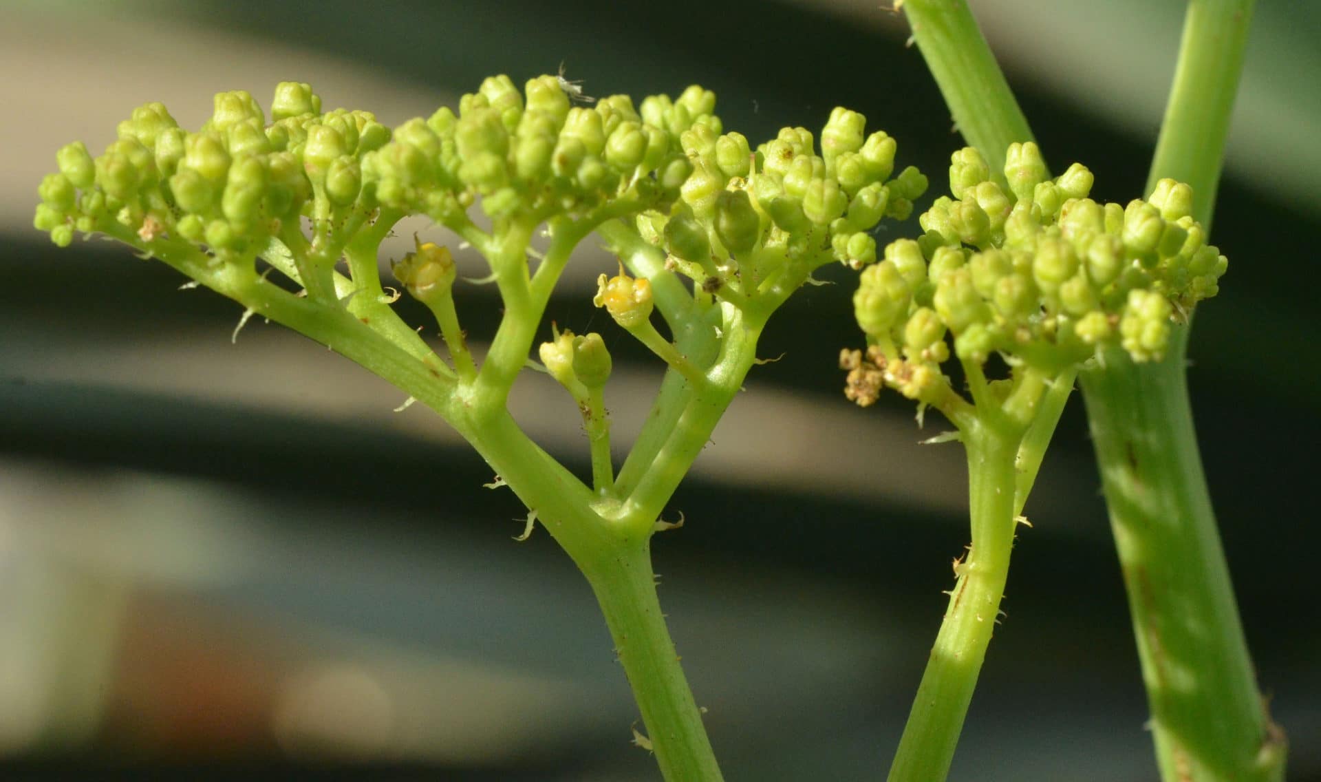 Vigne de namibie