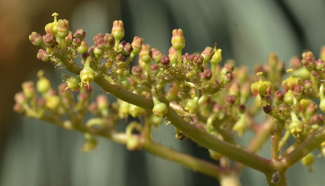 Vigne de namibie