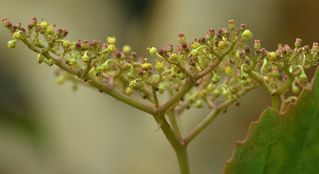Vigne de namibie