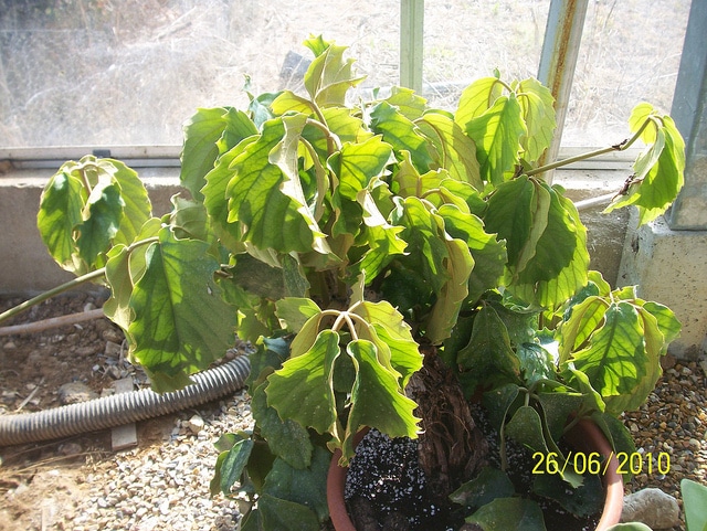 Vigne de namibie (Cyphostemma juttae)