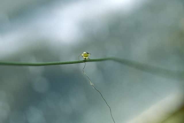 Cyphostemma laza