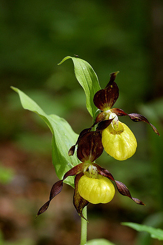 Sabot de vénus