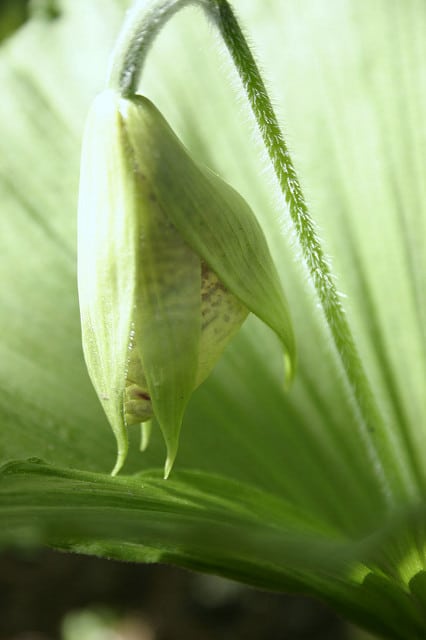 Cypripedium japonicum