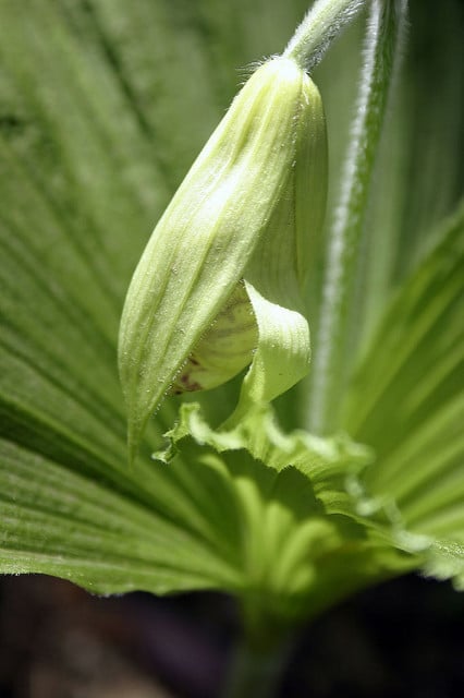 Cypripedium japonicum
