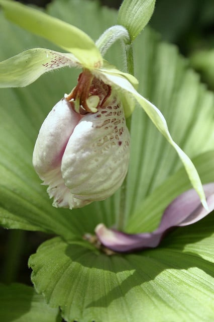 Cypripedium japonicum