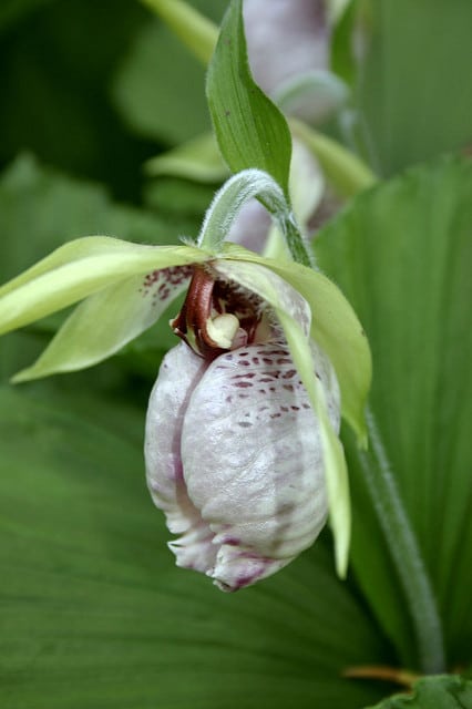 Cypripedium japonicum