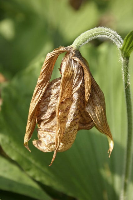 Cypripedium japonicum
