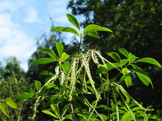 Cyrilla racemiflora