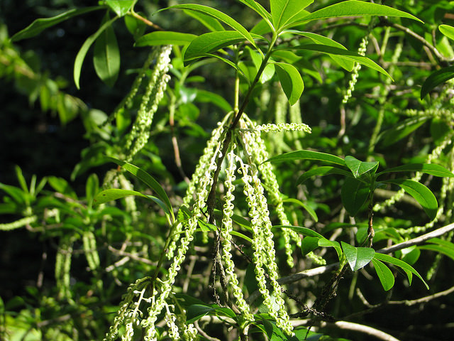 Cyrilla racemiflora