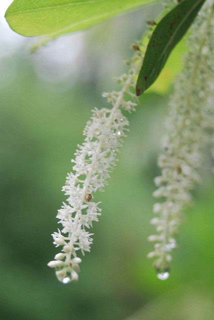 Cyrilla racemiflora