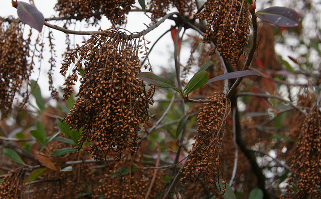 Cyrilla racemiflora