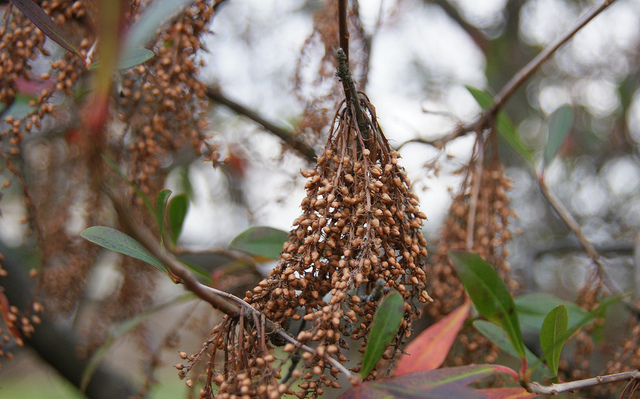 Cyrilla racemiflora (Cyrilla racemiflora)