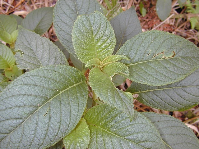 Cyrtandra platyphylla