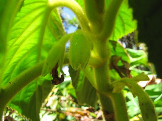 Cyrtandra platyphylla
