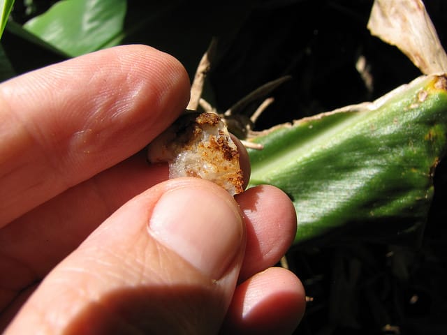 Cyrtandra platyphylla