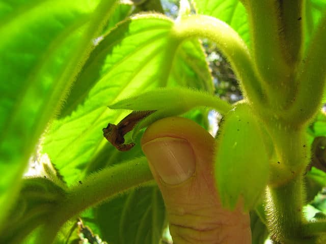 Cyrtandra platyphylla