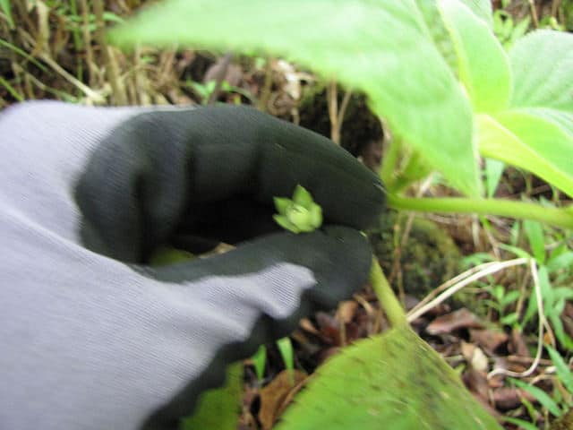 Cyrtandra platyphylla