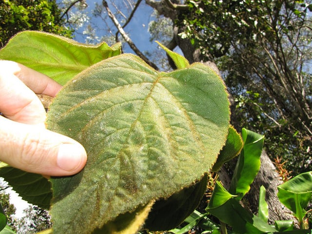 Cyrtandra platyphylla (Cyrtandra platyphylla)
