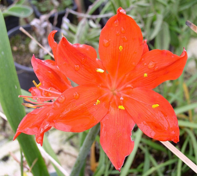 Cyrtanthus elatus