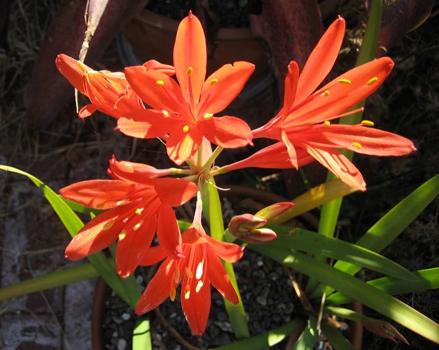 Cyrtanthus elatus