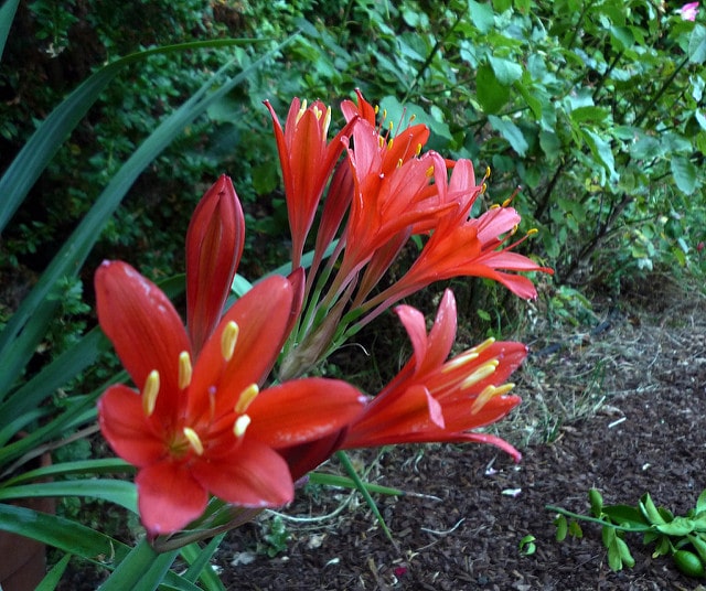 Cyrtanthus elatus