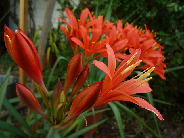 Cyrtanthus elatus