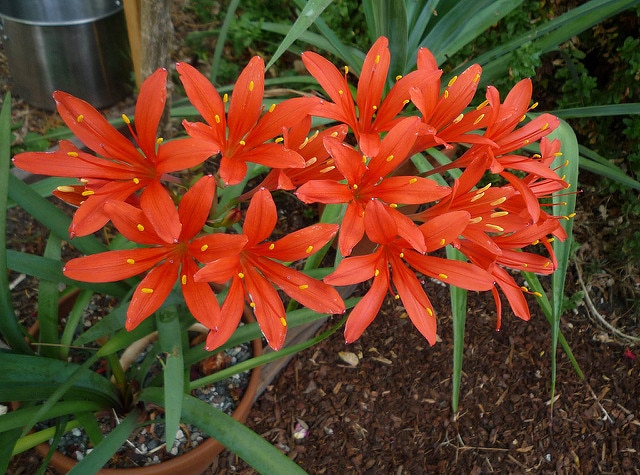 Cyrtanthus elatus (Cyrtanthus elatus)